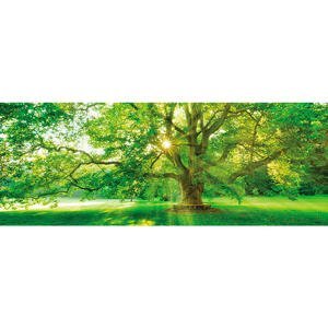 Euroart OBRAZ SKLENĚNÝ, stromy, 30/80/1,40 cm