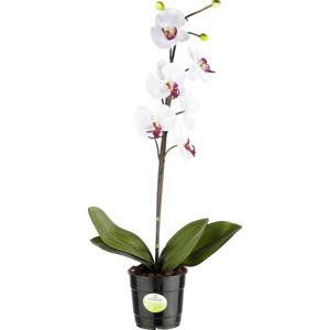 ORCHIDEJ 60 cm