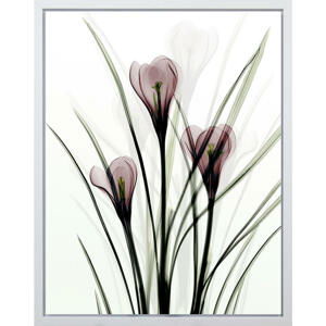 Monee UMĚLECKÝ TISK, květiny, 40/50 cm