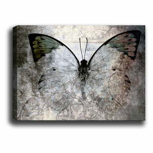 Obraz Tablo Center Fading Butterfly, 70 x 50 cm