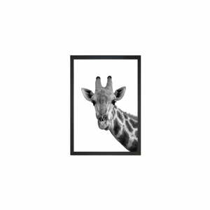 Obraz Tablo Center Giraffe Portrait, 24 x 29 cm