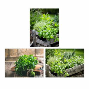 Obrazy v sadě 3 ks 30x40 cm Herbs – Casa Selección